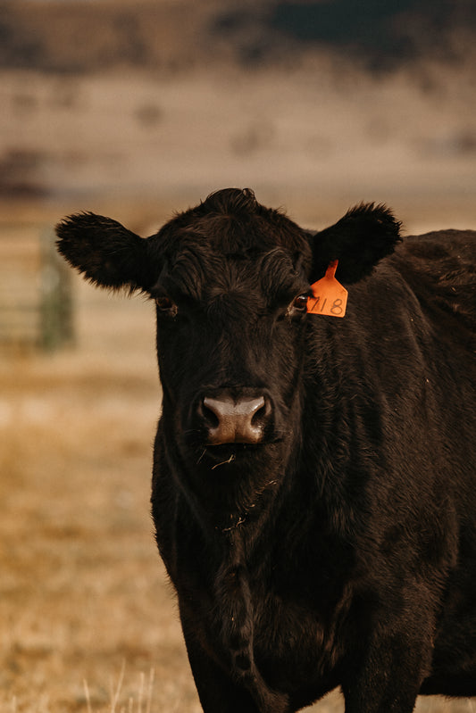 Whole Beef (Deposit Only)